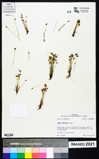 Juncus capitatus image