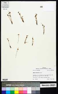 Juncus capitatus image