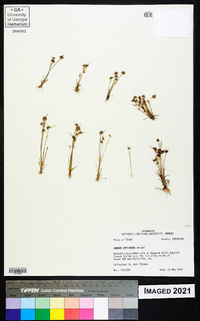 Juncus capitatus image