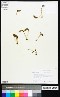 Ophioglossum crotalophoroides image