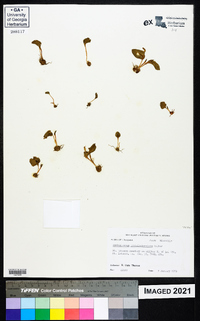 Ophioglossum crotalophoroides var. crotalophoroides image