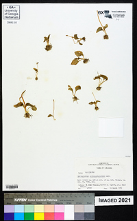 Ophioglossum crotalophoroides image