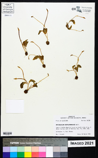 Ophioglossum crotalophoroides image