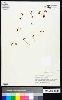 Ophioglossum crotalophoroides image