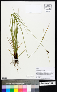 Carex complanata image