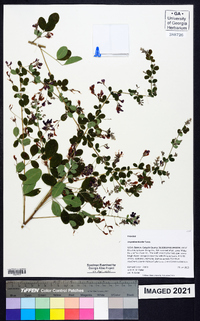 Lespedeza bicolor image