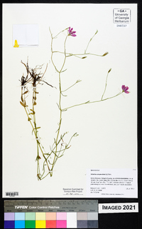 Sabatia campanulata image