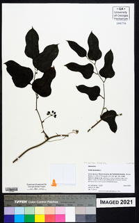 Smilax tamnoides image