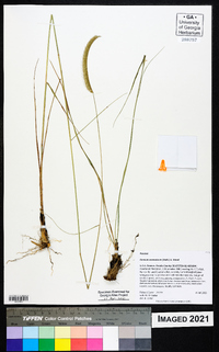 Ctenium aromaticum image