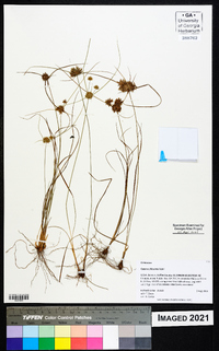 Cyperus filiculmis image