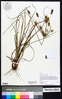 Cyperus hystricinus image