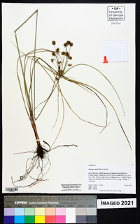 Cyperus nashii image