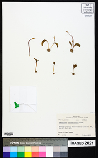 Ophioglossum crotalophoroides image