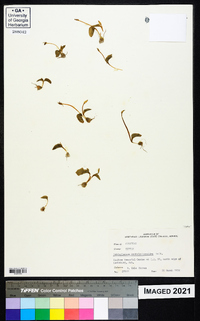 Ophioglossum crotalophoroides image