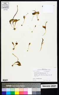 Ophioglossum crotalophoroides image