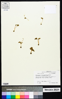 Ophioglossum crotalophoroides image