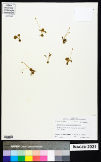 Ophioglossum crotalophoroides image