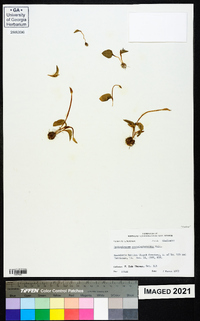 Ophioglossum crotalophoroides image