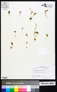 Ophioglossum crotalophoroides image