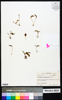 Ophioglossum crotalophoroides image