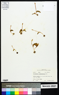 Ophioglossum crotalophoroides image