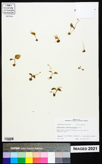 Ophioglossum crotalophoroides image