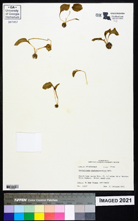 Ophioglossum crotalophoroides image