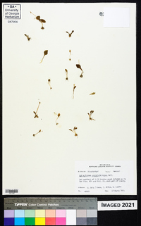 Ophioglossum crotalophoroides image