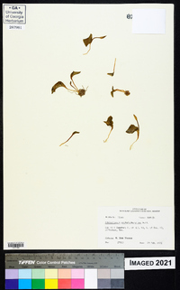 Ophioglossum crotalophoroides image