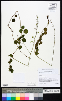 Desmodium lineatum image