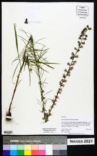 Liatris elegantula image