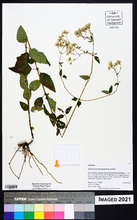 Ageratina jucunda image