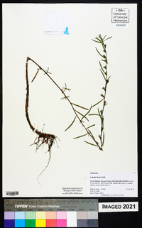 Ludwigia linearis image