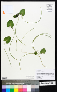 Nymphoides cordata image