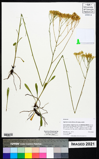 Bigelowia nudata image