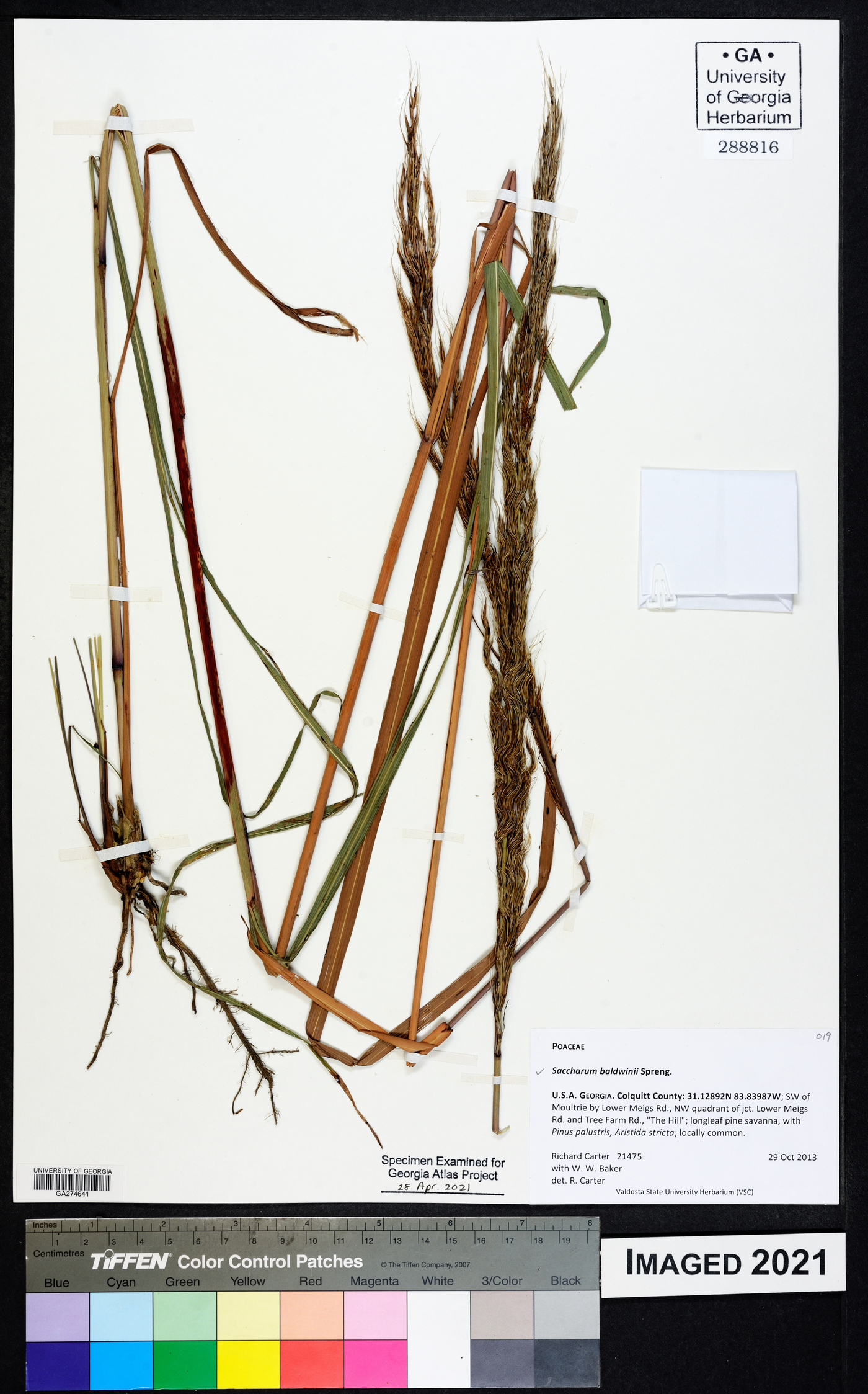 Saccharum baldwinii image
