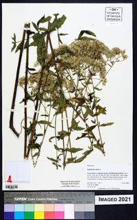 Eupatorium album image