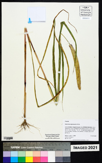 Pennisetum glaucum image