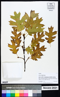 Quercus kelloggii image