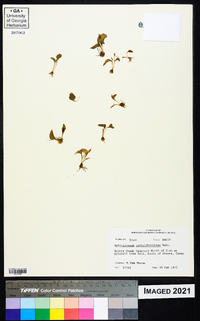 Ophioglossum crotalophoroides image