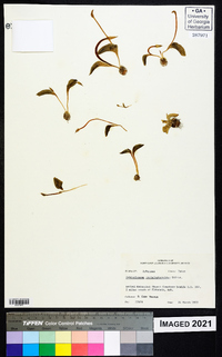 Ophioglossum crotalophoroides image