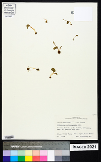 Ophioglossum crotalophoroides image