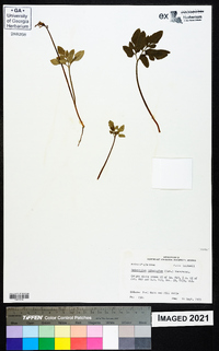 Sceptridium biternatum image