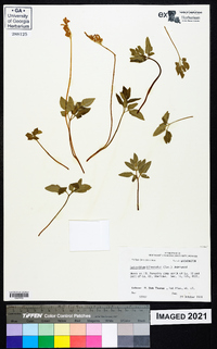 Sceptridium biternatum image