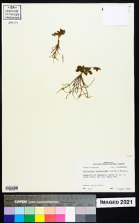 Botrychium lunarioides image