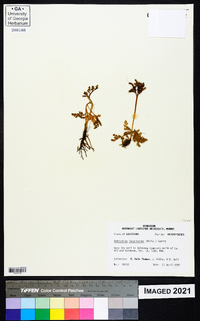 Botrychium lunarioides image