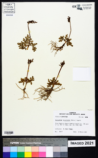 Botrychium lunarioides image