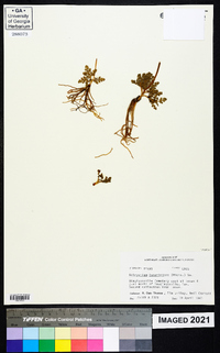 Botrychium lunarioides image