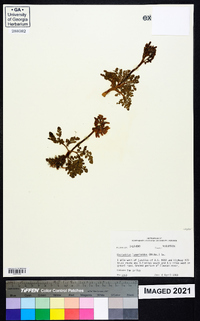 Botrychium lunarioides image