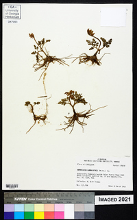 Botrychium lunarioides image